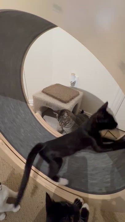 Enlarge Lyra (tuxedo), a Adoptable Domestic Short Hair in Allen, TX video 2/2