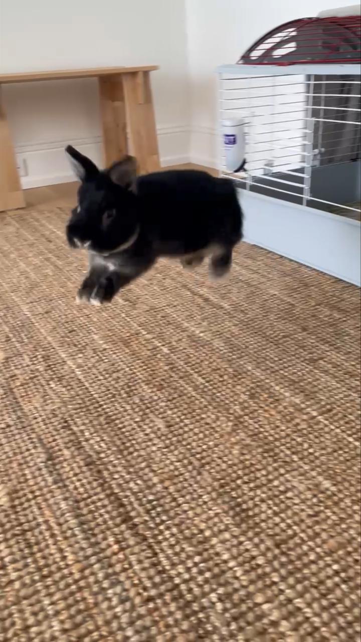 Enlarge Jinx, a Adoptable Netherland Dwarf in Waynesboro, VA image 2/2