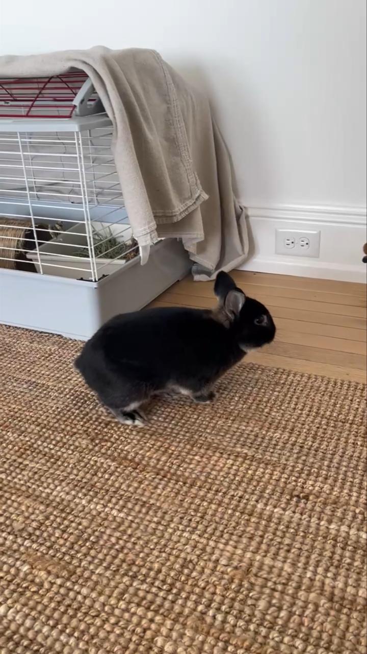 Enlarge Jinx, a Adoptable Netherland Dwarf in Waynesboro, VA image 1/2