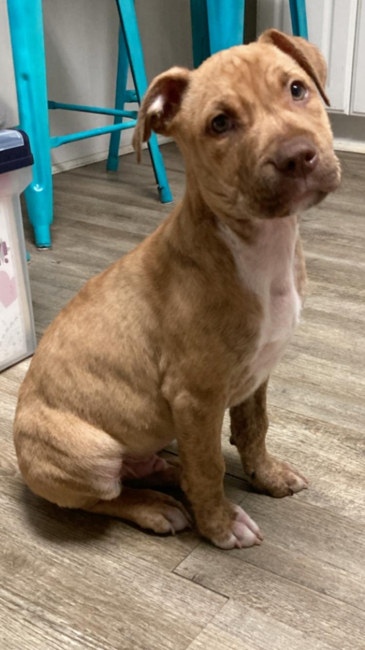 Boondock, a ADOPTABLE mixed breed in Pensacola, FL image 2/2