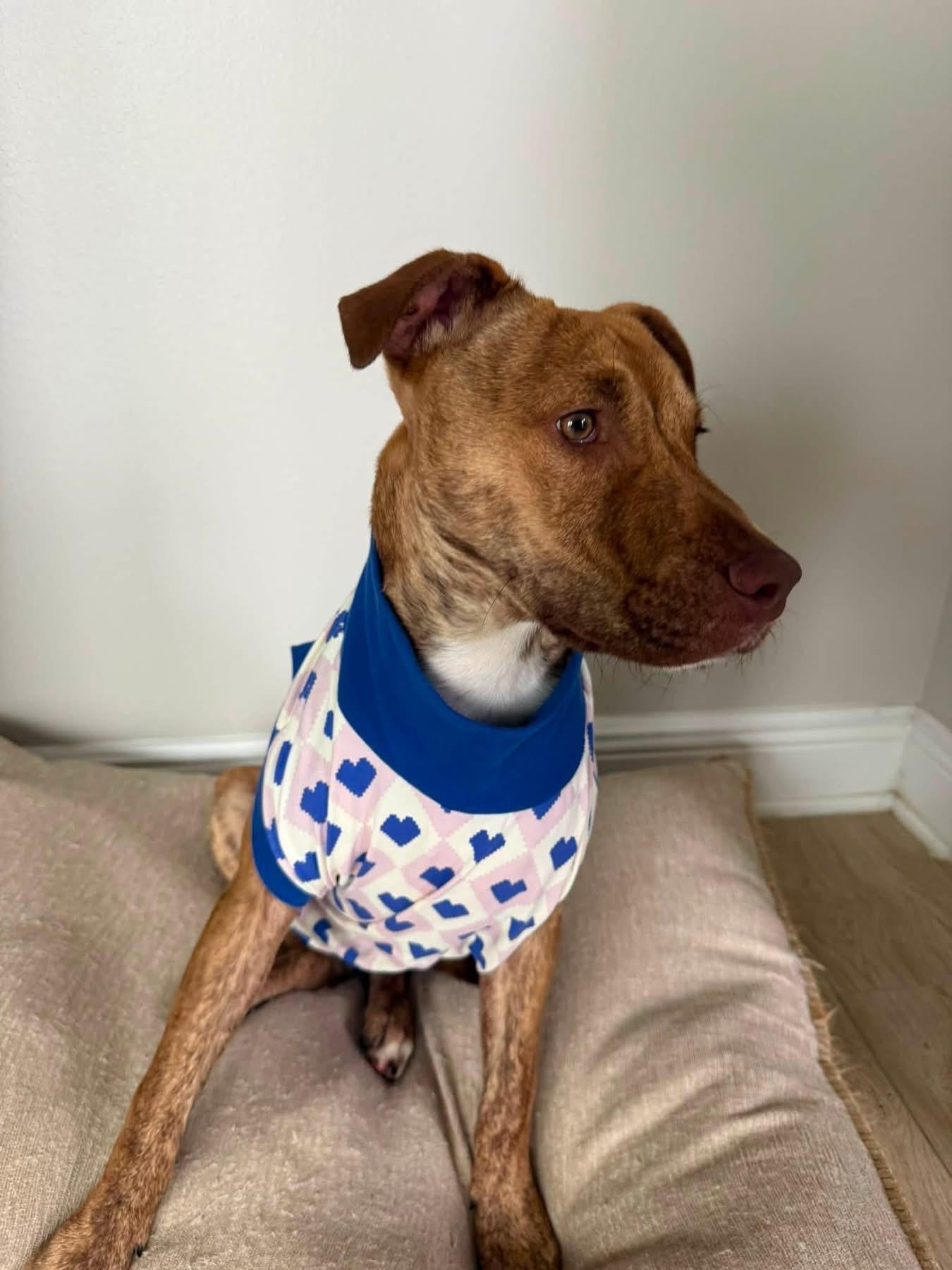 Boondock, an adoptable mixed breed in Pensacola, FL image 2/3