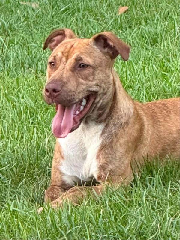 Boondock, an adoptable mixed breed in Pensacola, FL image 1/3
