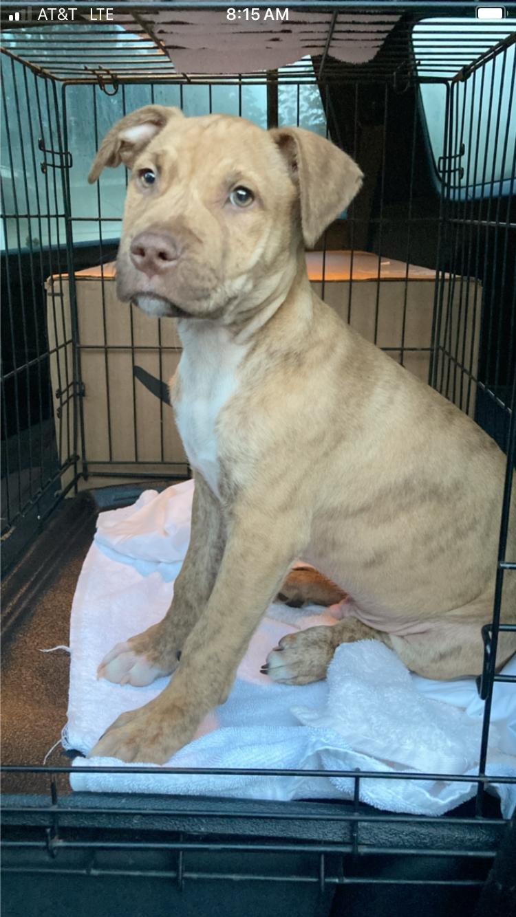 Boondock, ADOPTABLE, Puppy Male Shar-Pei & Terrier.