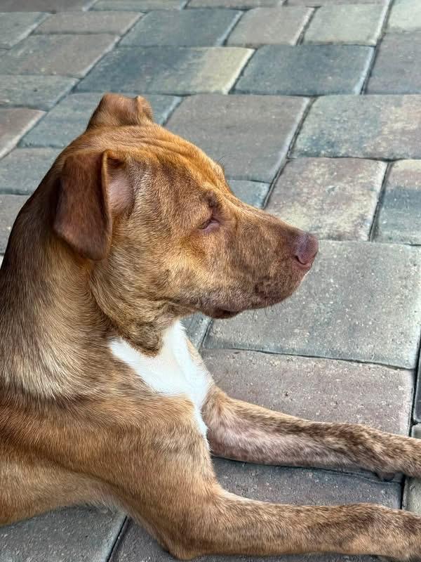 Boondock, an adoptable mixed breed in Pensacola, FL image 3/3