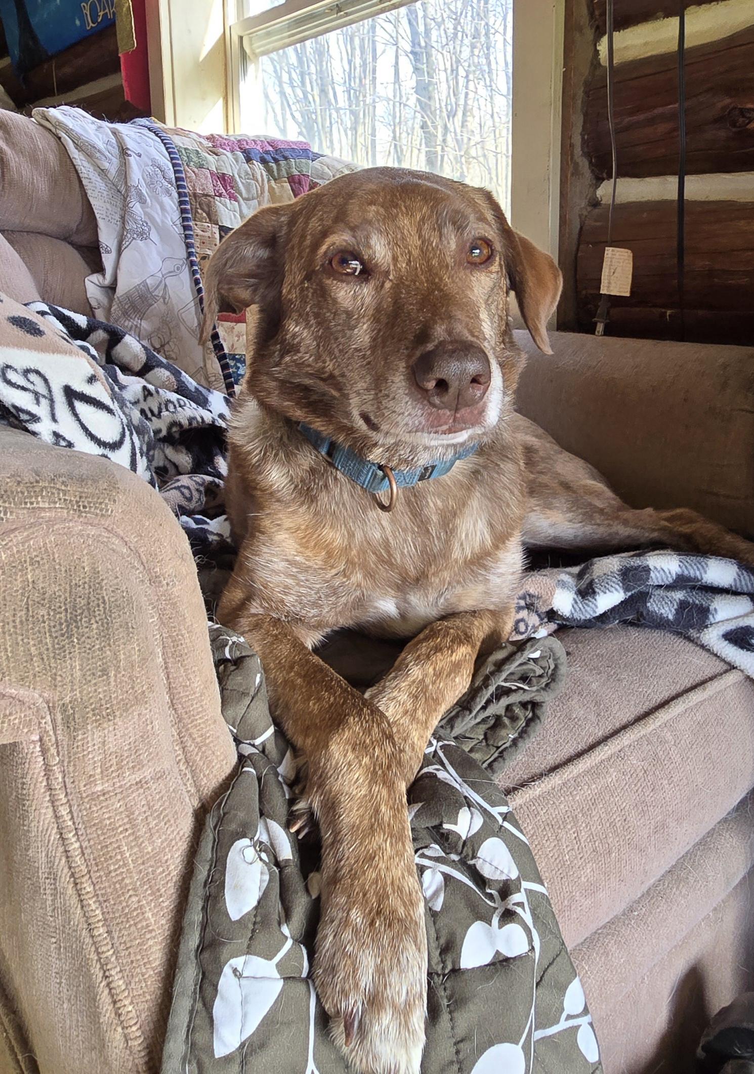 Enlarge Roger, a Adoptable mixed breed in Friendship, NY image 2/2