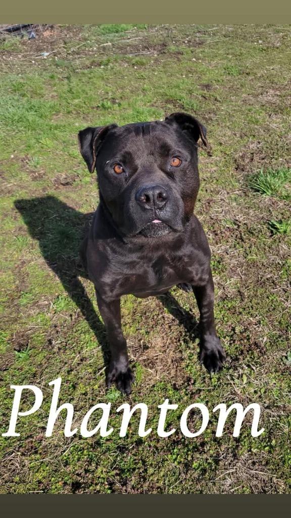 Phantom, Adoptable, Adult Male Pit Bull Terrier & Mastiff.