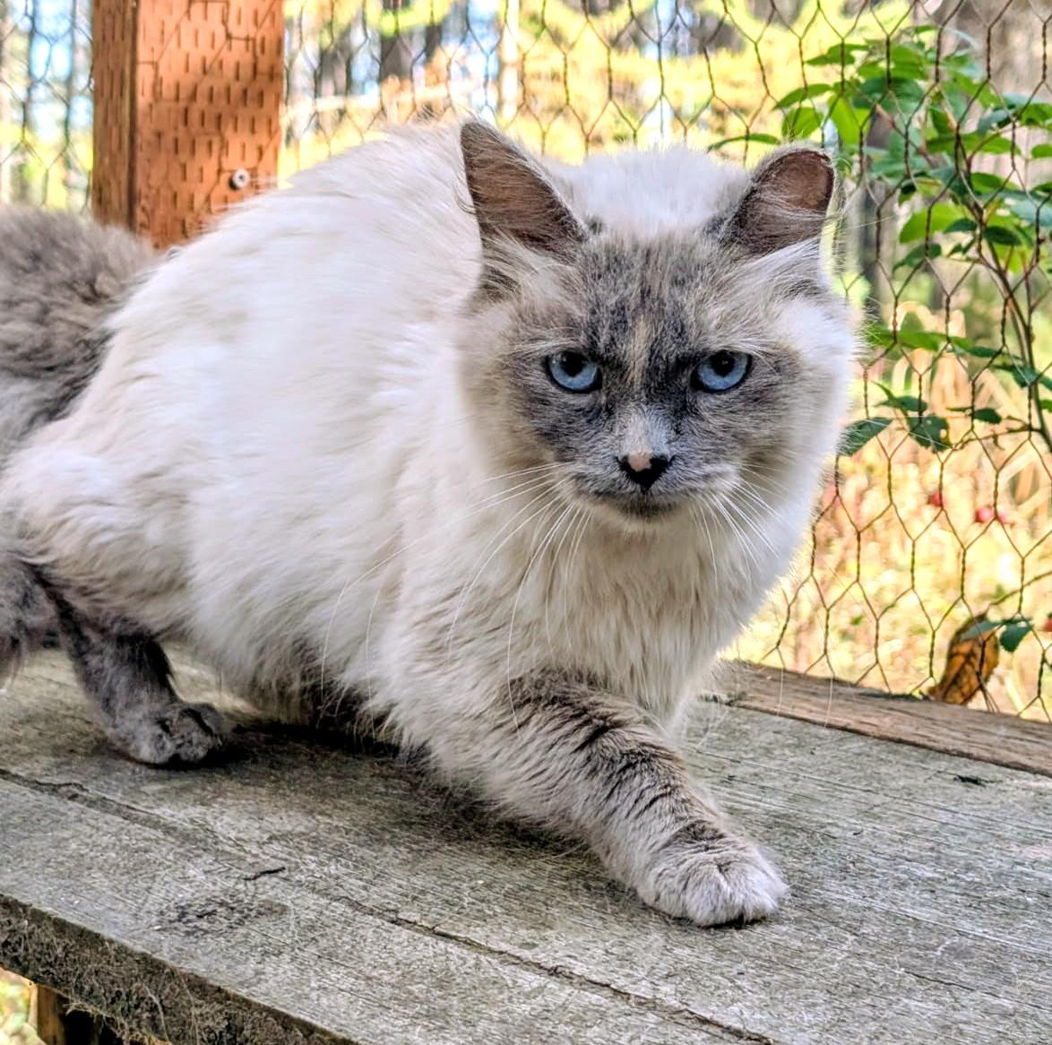Enlarge Auroa Lovable Sweetheart, a Adoptable Siamese in Newport, WA image 6/6