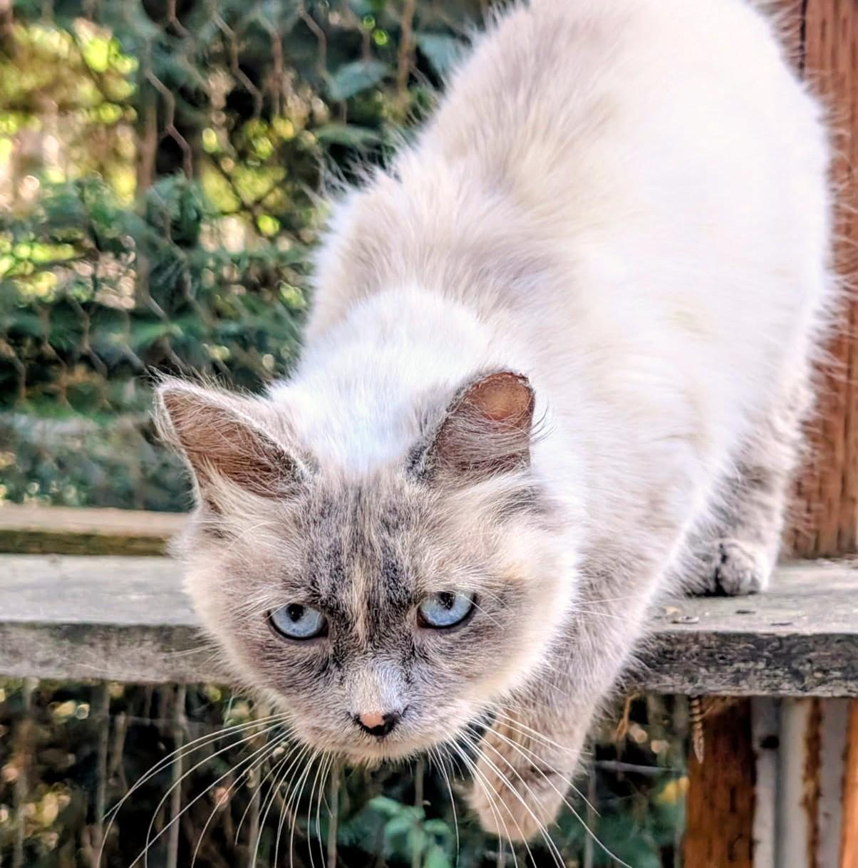 Enlarge Auroa Lovable Sweetheart, a Adoptable Siamese in Newport, WA image 4/6