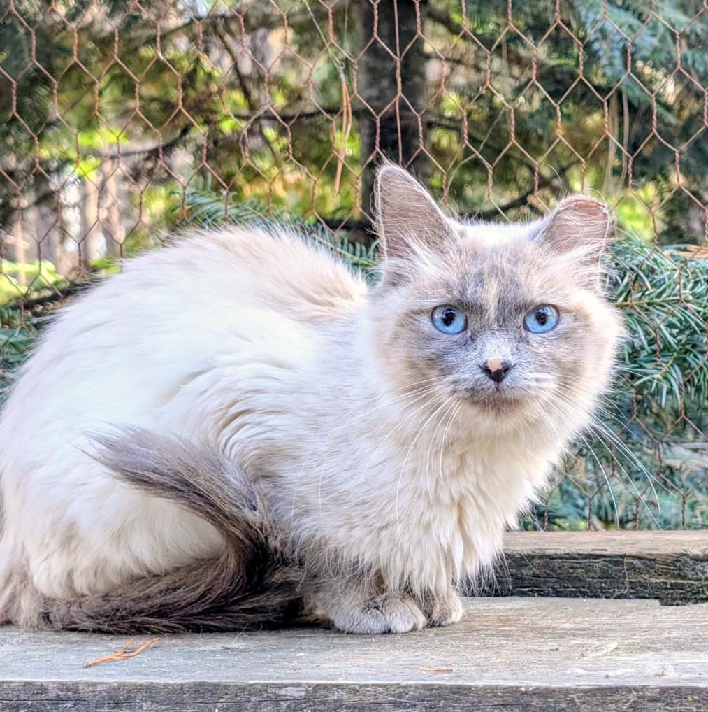Enlarge Auroa Lovable Sweetheart, a Adoptable Siamese in Newport, WA image 3/6
