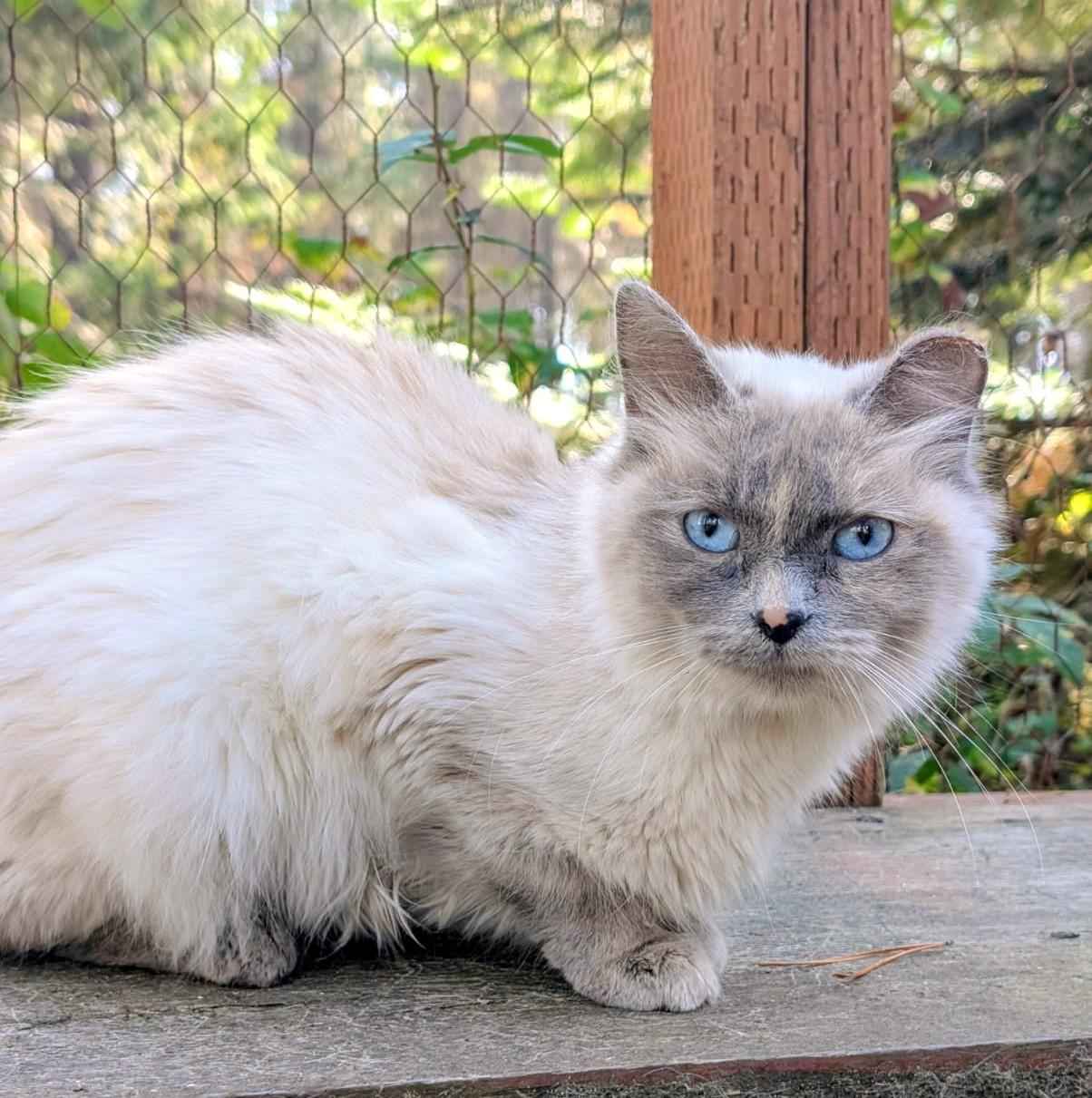 Enlarge Auroa Lovable Sweetheart, a Adoptable Siamese in Newport, WA image 2/6