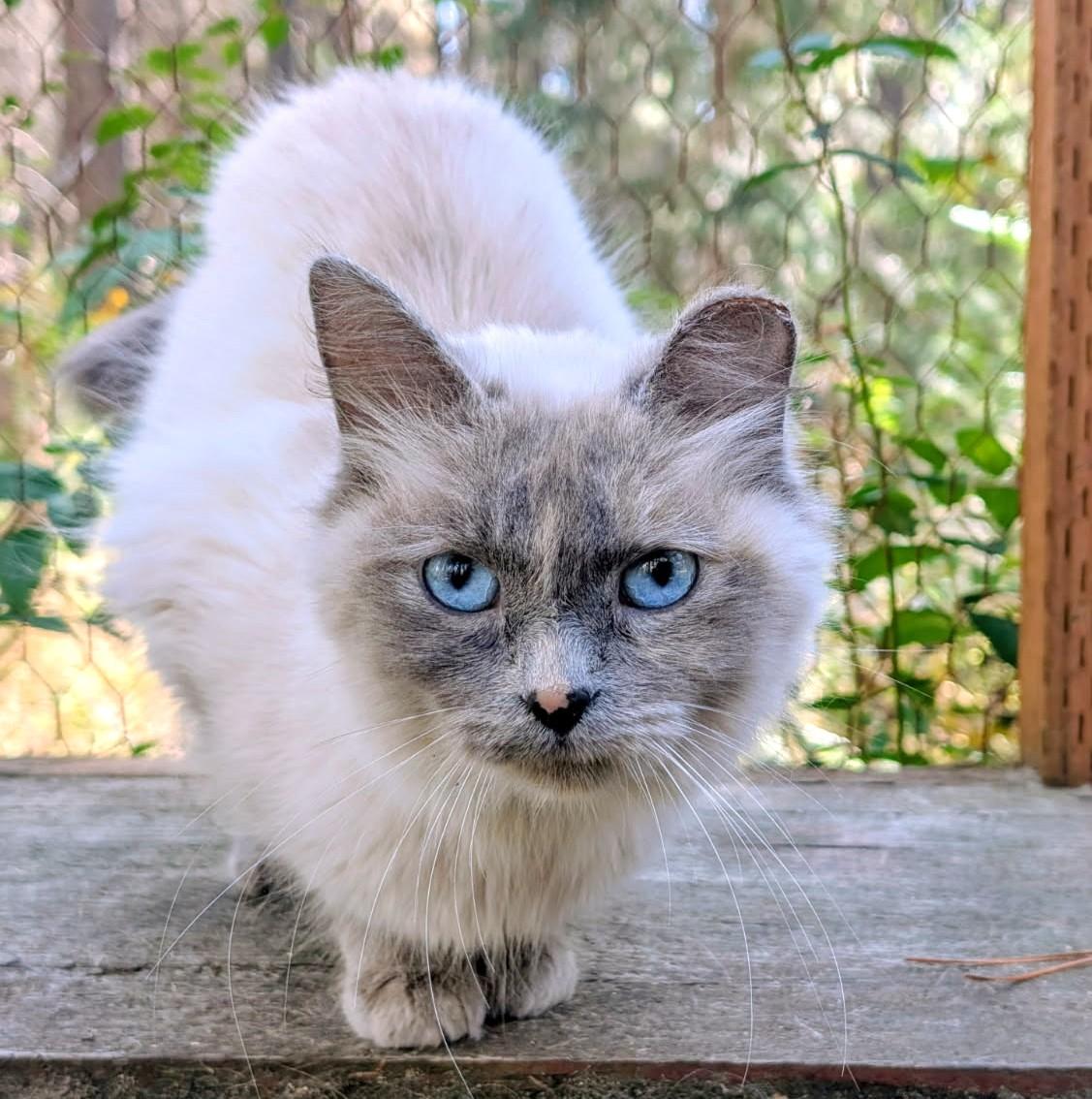 Enlarge Auroa Lovable Sweetheart, a Adoptable Siamese in Newport, WA image 1/6