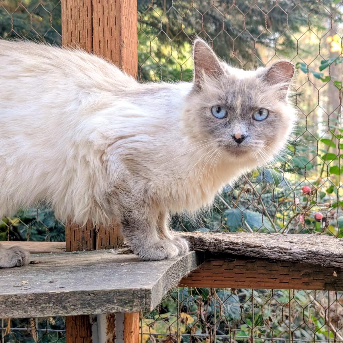 Enlarge Auroa Lovable Sweetheart, a Adoptable Siamese in Newport, WA image 5/6