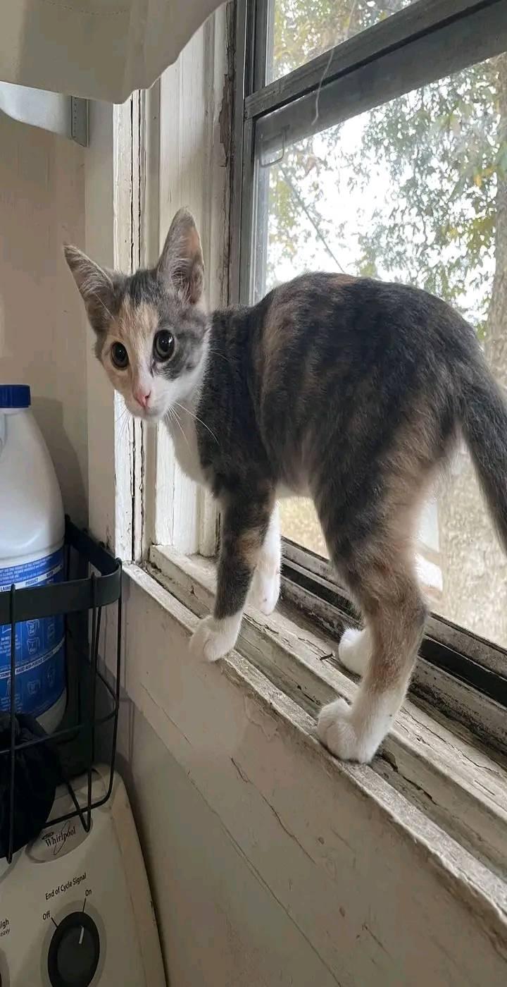 Enlarge Sugarplum, a Adopted Dilute Calico in Scotland Neck, NC image 1/2