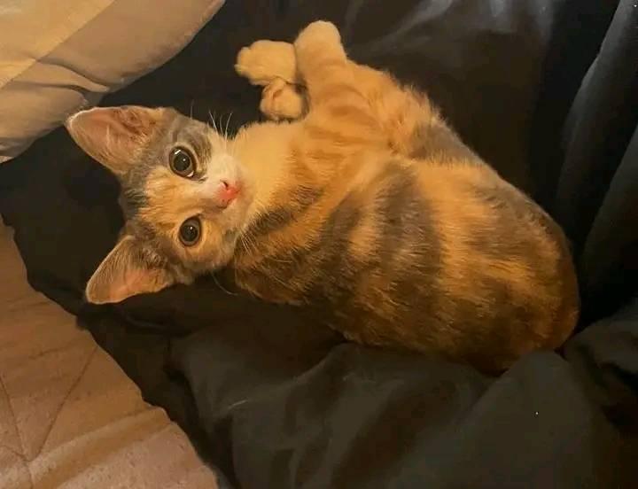 Enlarge Sugarplum, a Adopted Dilute Calico in Scotland Neck, NC image 2/2