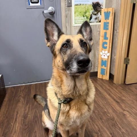 Honey, a ADOPTABLE German Shepherd Dog in Albemarle, NC image 4/4
