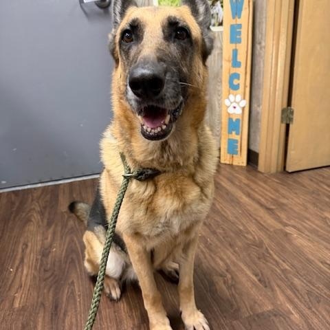 Honey, a ADOPTABLE German Shepherd Dog in Albemarle, NC image 3/4