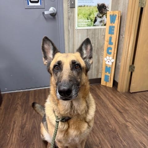 Honey, ADOPTABLE, Adult Female German Shepherd Dog.