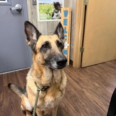 Honey, a ADOPTABLE German Shepherd Dog in Albemarle, NC image 2/4