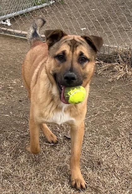 Bandit, Adoptable, Young Female Labrador Retriever & Terrier.