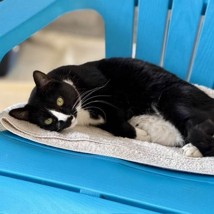 Enlarge Rue, a Adoptable mixed breed in Columbia, IL image 1/5