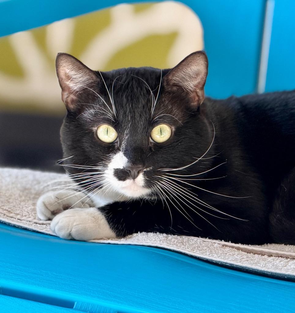 Enlarge Rue, a Adoptable mixed breed in Columbia, IL image 2/5