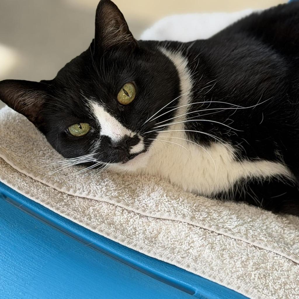 Enlarge Rue, a Adoptable mixed breed in Columbia, IL image 3/5