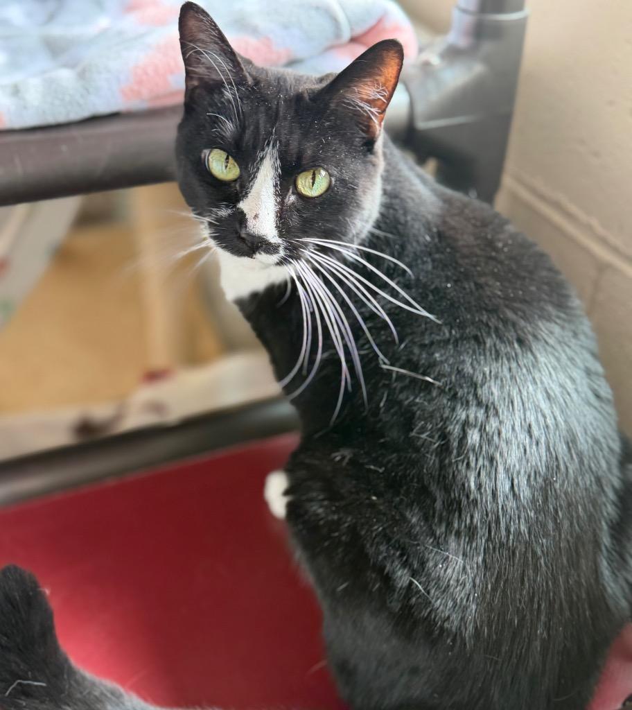 Enlarge Rue, a Adoptable mixed breed in Columbia, IL image 4/5