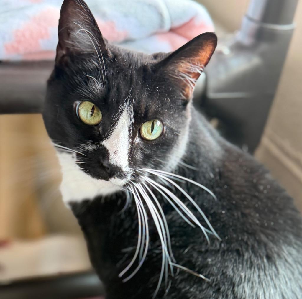 Enlarge Rue, a Adoptable mixed breed in Columbia, IL image 5/5