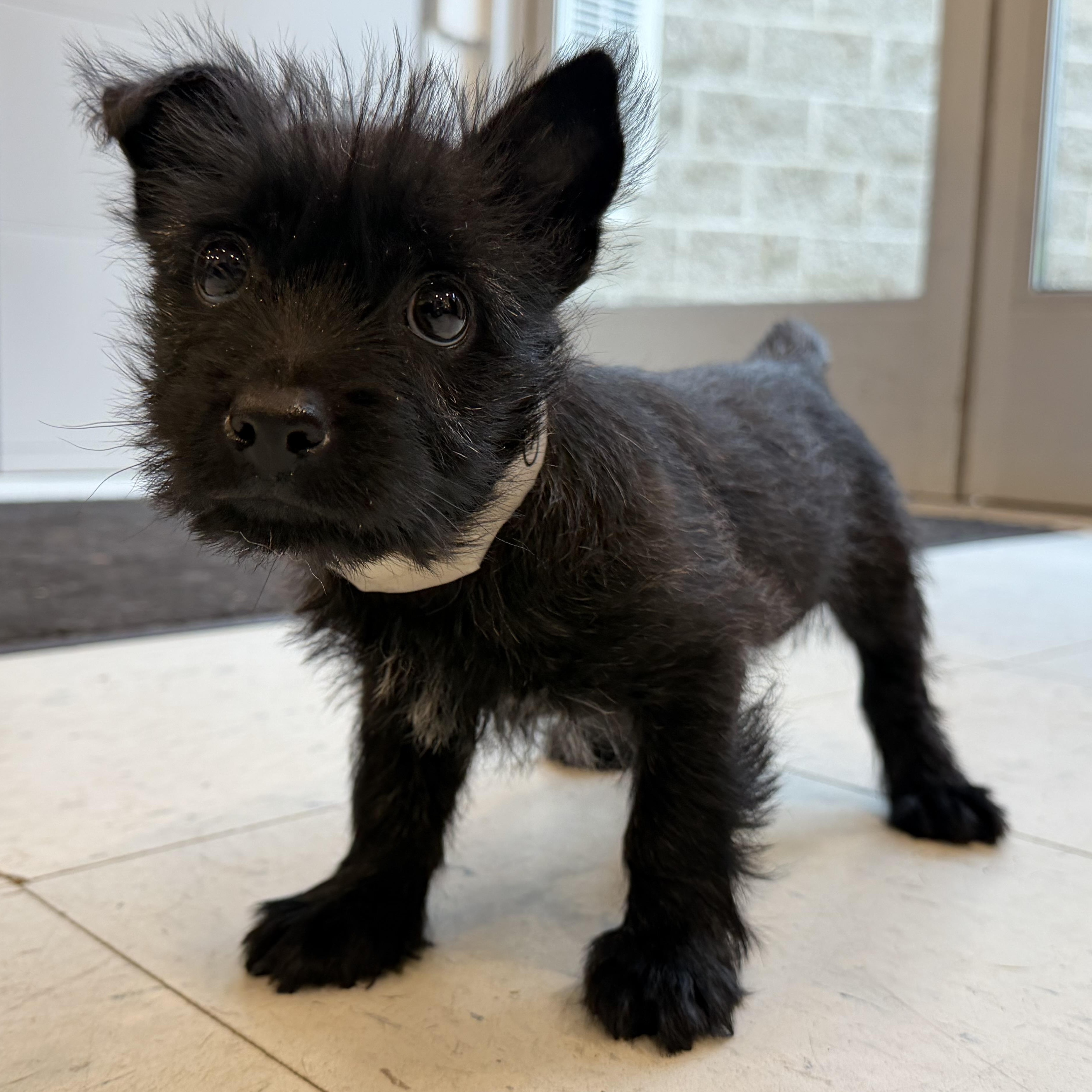 Genevieve, an adopted mixed breed in Latrobe, PA image 2/2