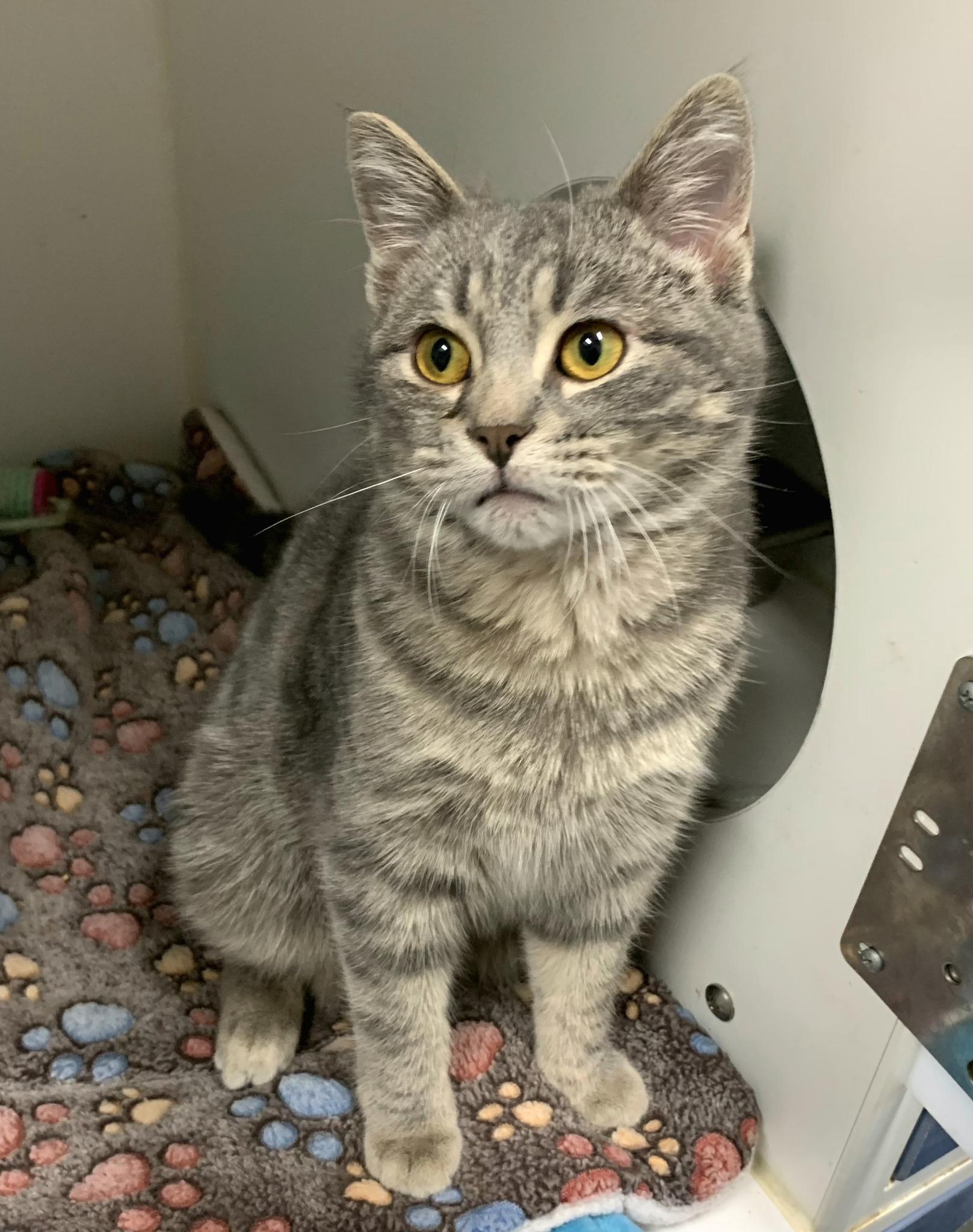 Jasper, ADOPTABLE, Young Male Domestic Short Hair.