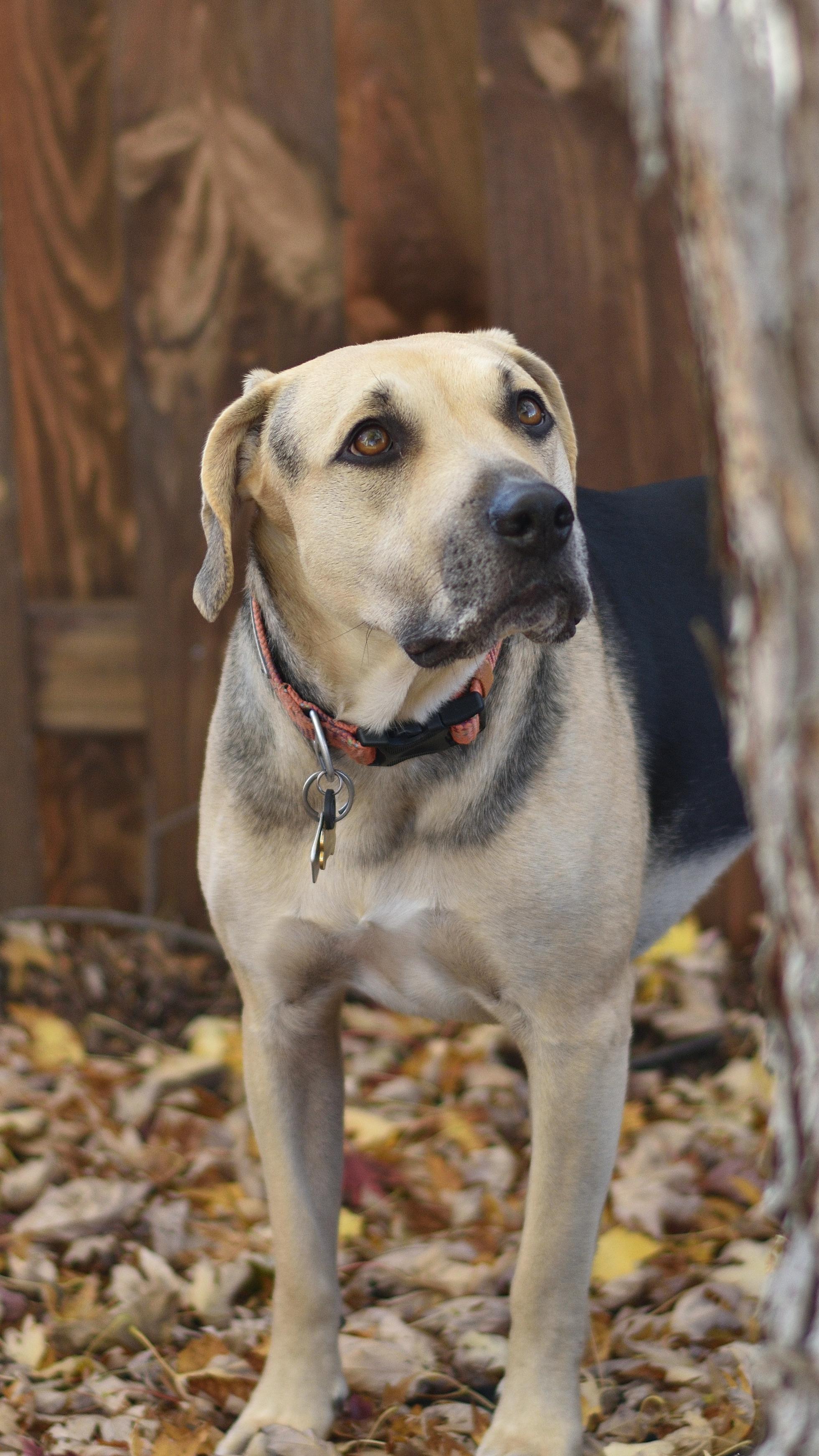 Enlarge Penny, a ADOPTABLE mixed breed in Schaumburg, IL image 5/5