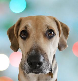 Enlarge Penny, a ADOPTABLE mixed breed in Schaumburg, IL image 1/5