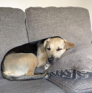 Enlarge Penny, a ADOPTABLE mixed breed in Schaumburg, IL image 3/5