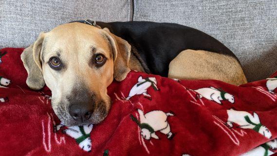 Enlarge Penny, a ADOPTABLE mixed breed in Schaumburg, IL image 2/5