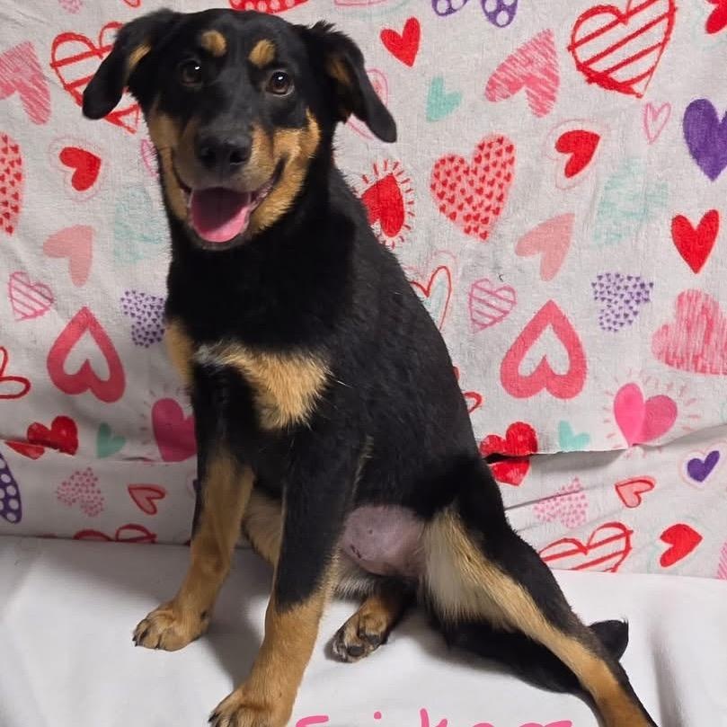 Snickers, ADOPTABLE, Puppy Female Mixed Breed.