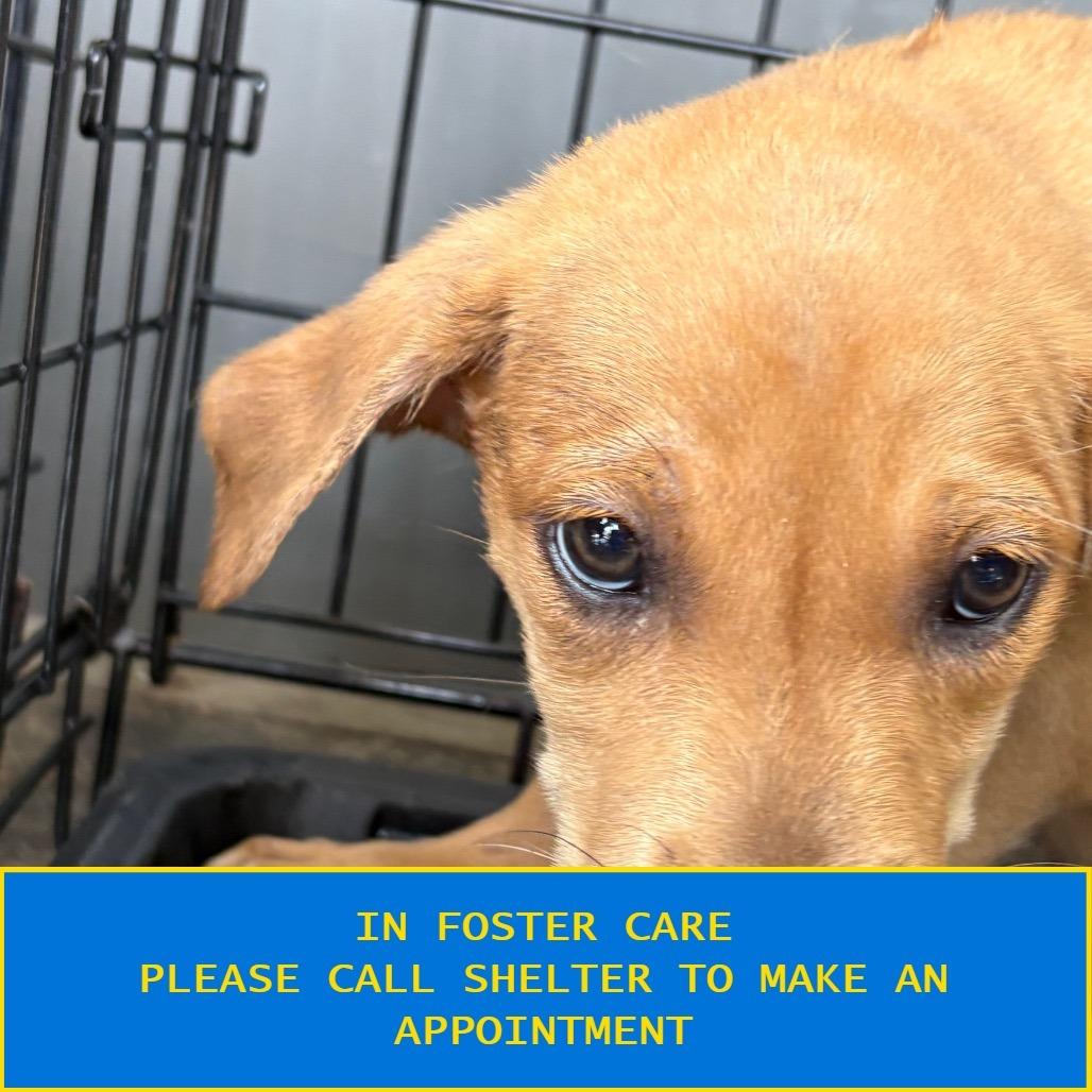 Enchilada, Adoptable, Puppy Female Mixed Breed.