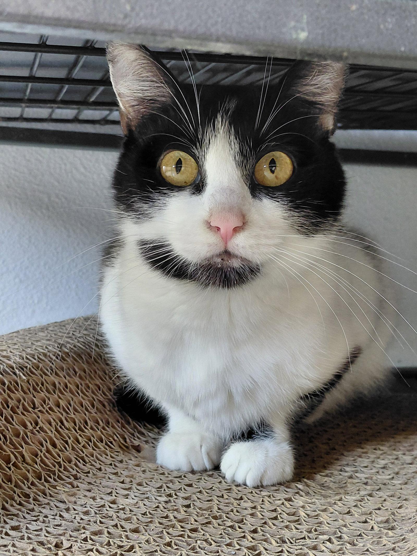 Betsey, Adoptable, Adult Female Domestic Short Hair.