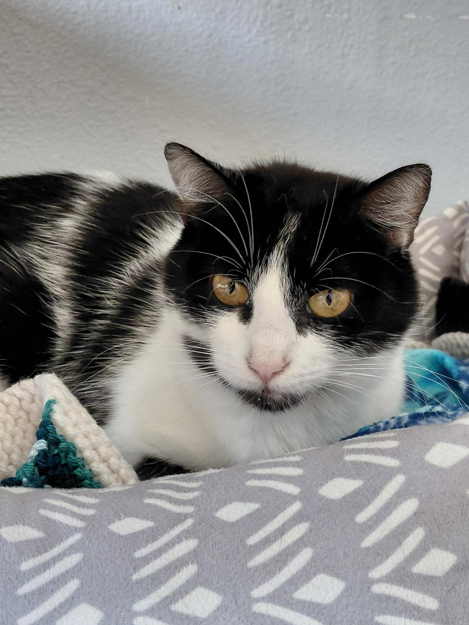 Enlarge Betsey, a Adoptable Domestic Short Hair in Montello, WI image 2/3