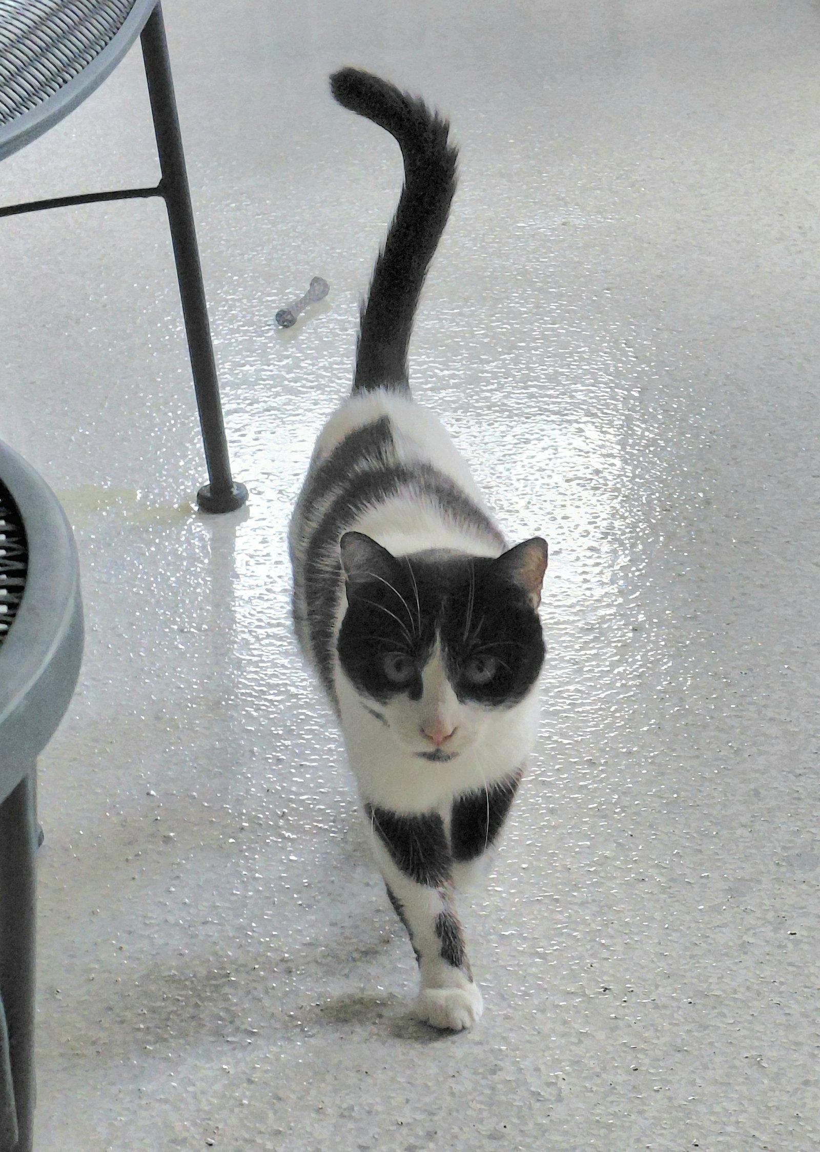 Enlarge Betsey, a Adoptable Domestic Short Hair in Montello, WI image 3/3