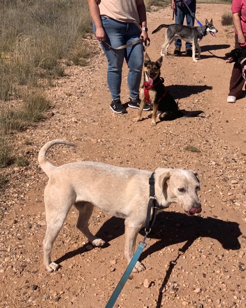 Chance, Adoptable, Young Male Labrador Retriever & Mixed Breed.