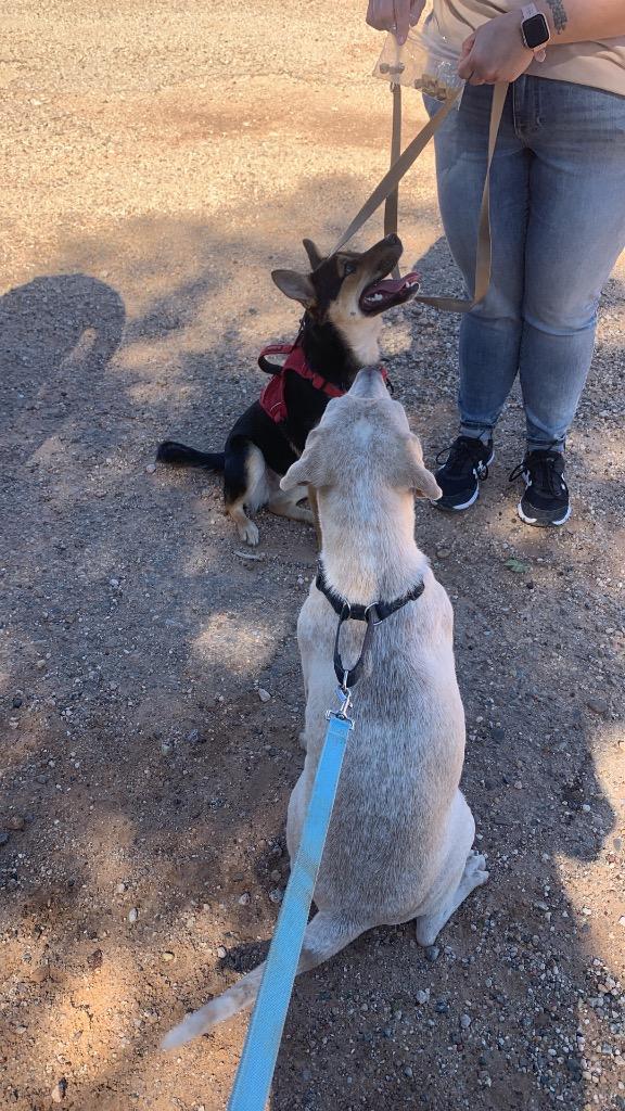 Enlarge Chance, a Adoptable mixed breed in Tucumcari, NM image 3/6