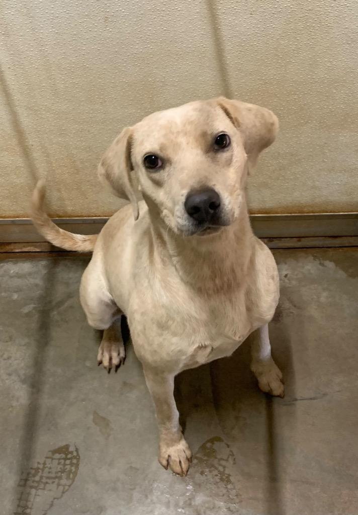 Enlarge Chance, a Adoptable mixed breed in Tucumcari, NM image 4/6