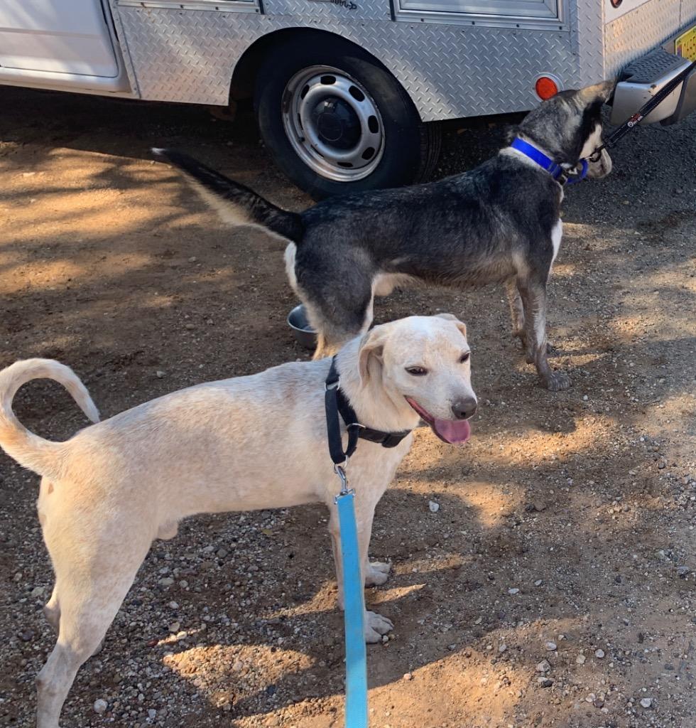 Enlarge Chance, a Adoptable mixed breed in Tucumcari, NM image 6/6