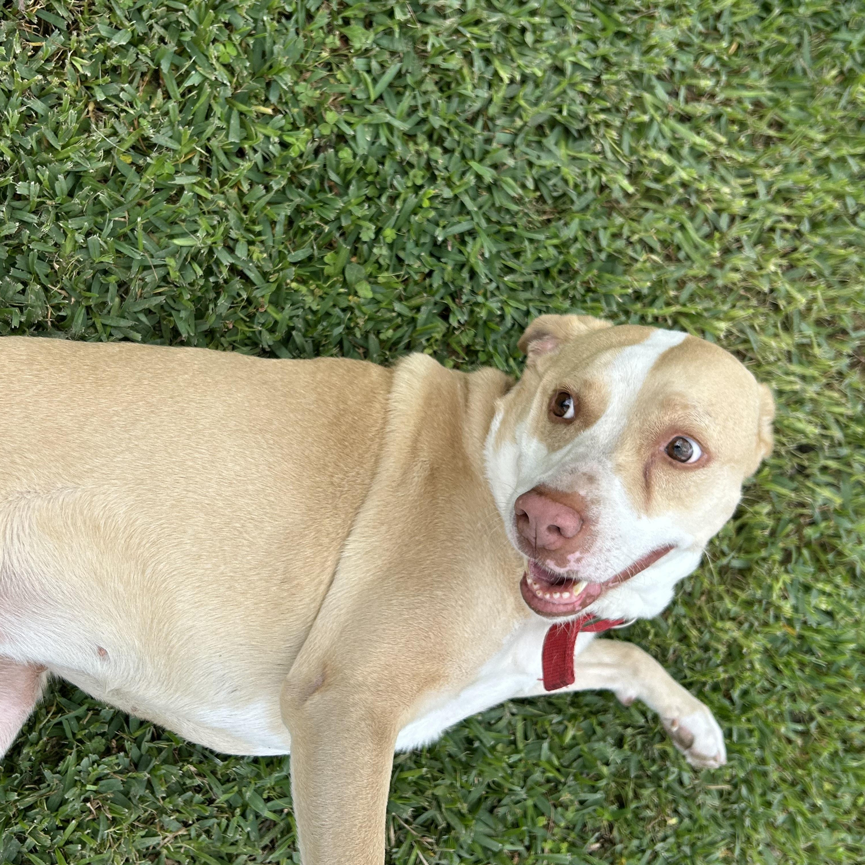 Sandy, a Adoptable mixed breed in Bellingham, WA image 5/6