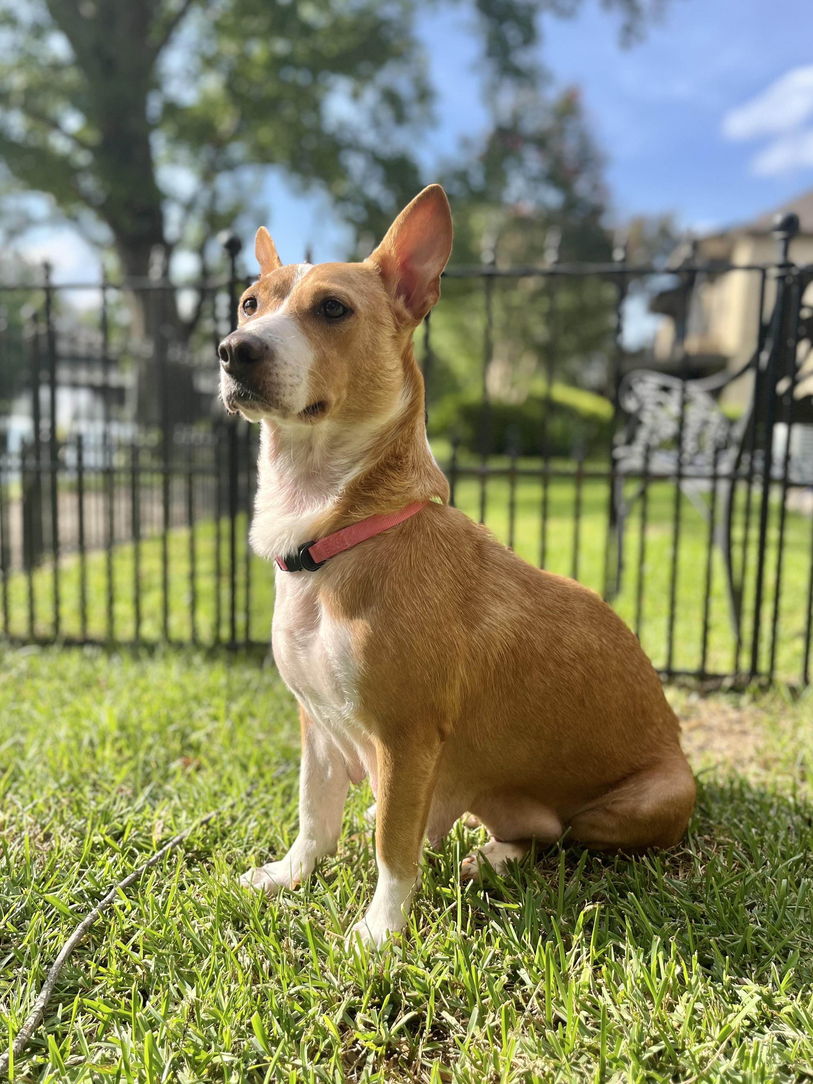 Beauty, adoptable, Adult Female Corgi.
