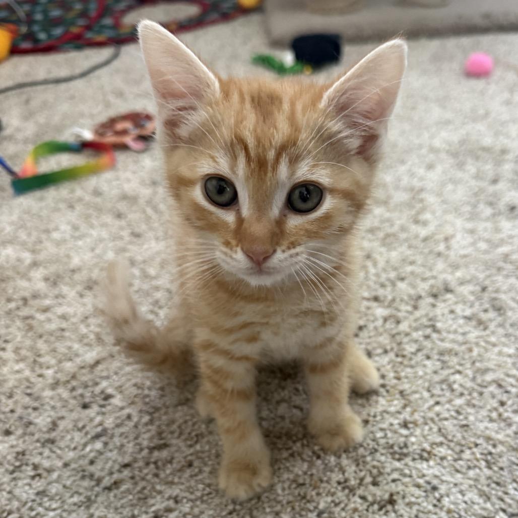 Aragorn (navy), a Adoptable Domestic Short Hair in Sunnyvale, CA image 1/2