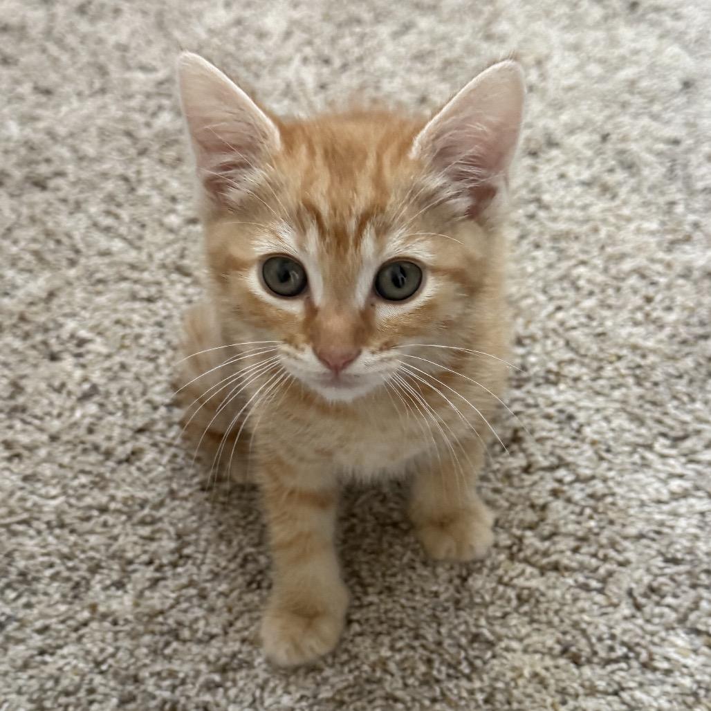 Aragorn (navy), a Adoptable Domestic Short Hair in Sunnyvale, CA image 2/2
