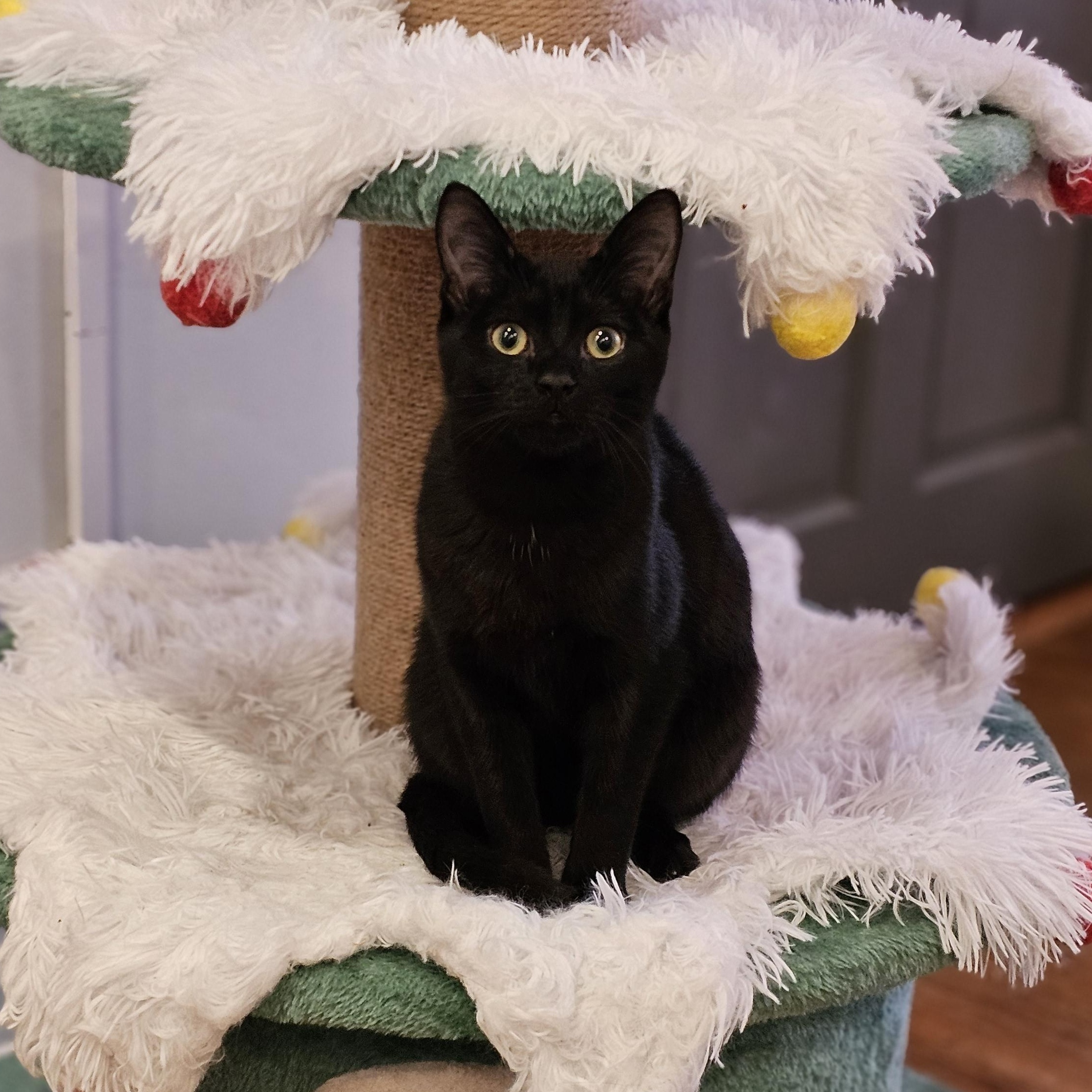 Enlarge Ace, a ADOPTABLE Domestic Short Hair in Philadelphia, PA image 2/6