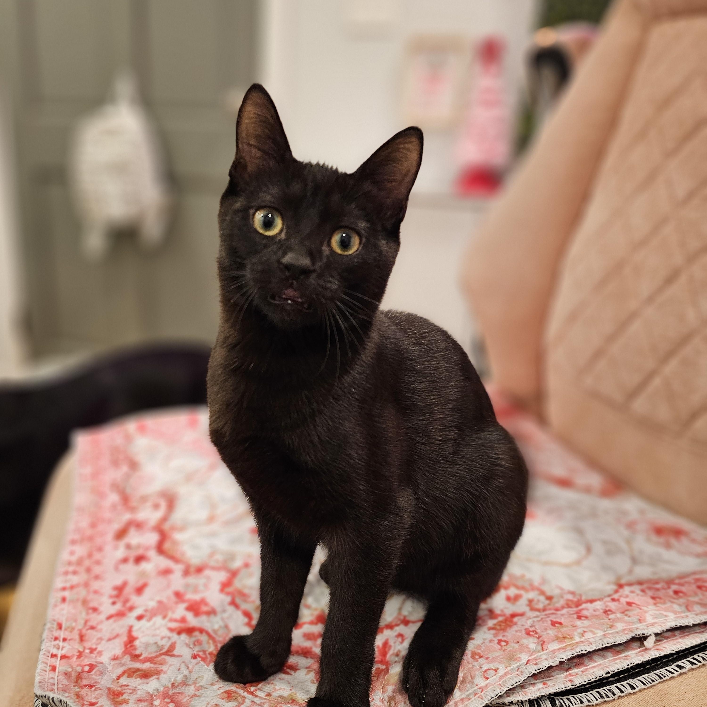 Enlarge Ace, a ADOPTABLE Domestic Short Hair in Philadelphia, PA image 1/4