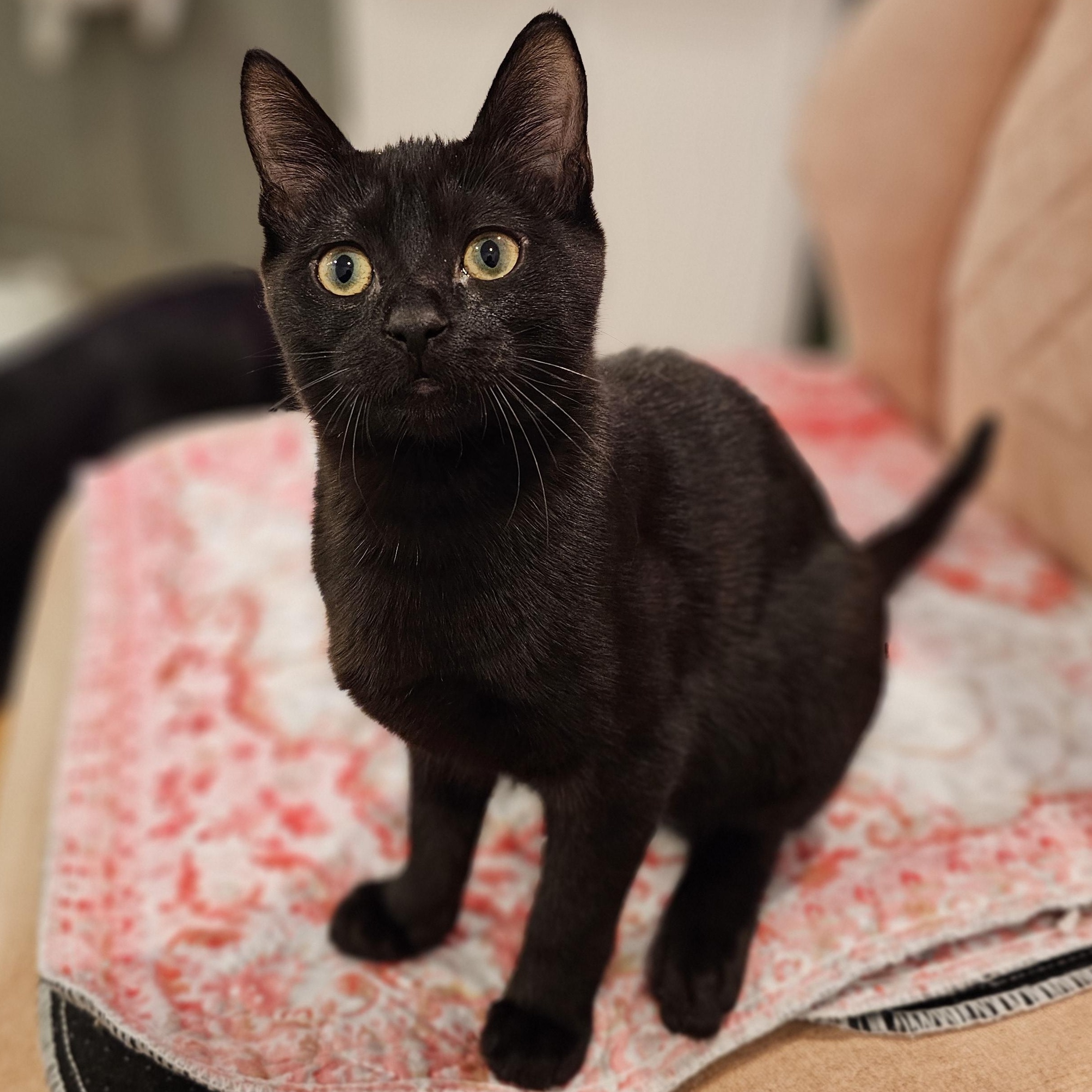 Enlarge Ace, a ADOPTABLE Domestic Short Hair in Philadelphia, PA image 2/4